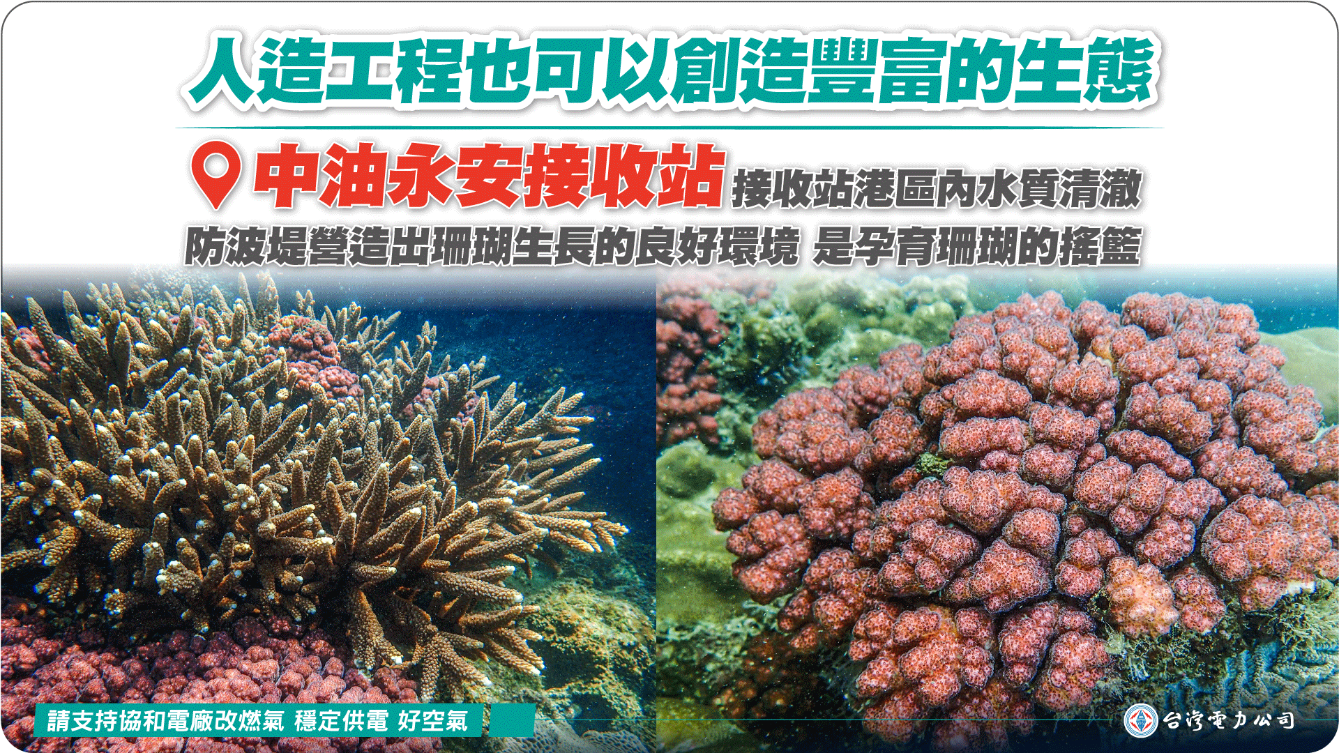 人造工程也可以創造豐富的生態 中油永安接收站港區內水質清澈 防波堤營造出珊瑚生長的良好環境